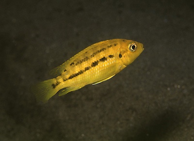 Petrotilapia microgalana 'Ruarwe'